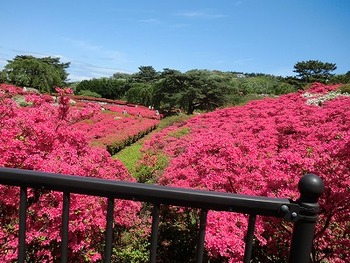 小室山のツツジ
