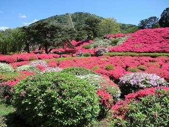 小室山のツツジ