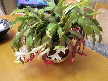シャコバサボテン