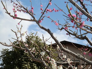 お花見会と勉強会