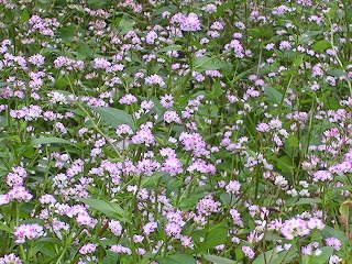 野の小さな花