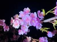 河津桜まつりライトアップ開始　２月２８日以降について告知がありました