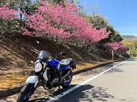 今日はポカポカのおバイク日和　河津桜は一気に散った感じ