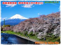 龍巌淵の富士山と桜