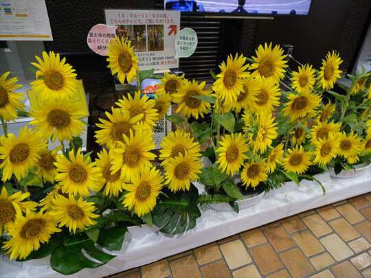 富士市役所にひまわり畑 宮サンのwaga体験食紀行3