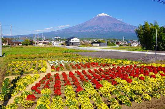 クッションマムの富士山 宮サンのwaga体験食紀行3