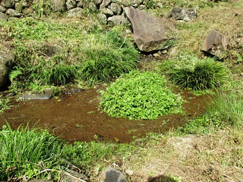 里山づくりは、ゆったりと・・・