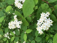 【ご連絡・至急】　明日の農業体験について