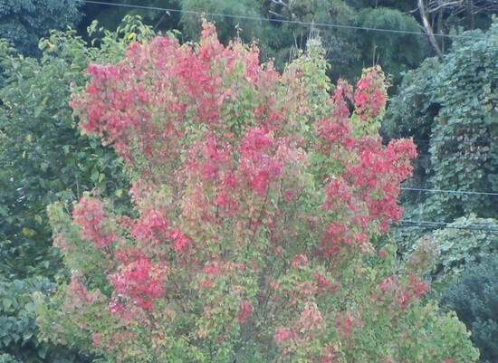 紅葉