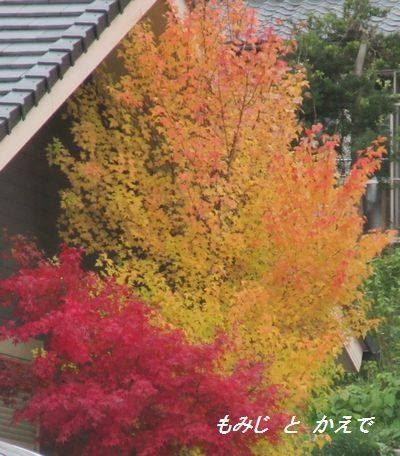 紅葉