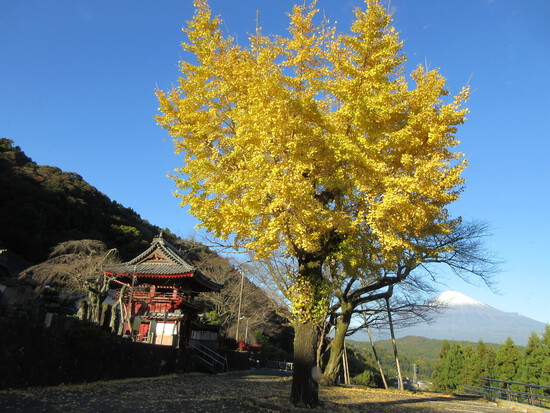 紅葉