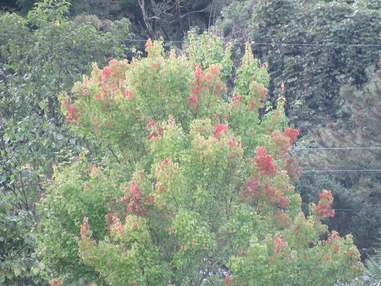 紅葉