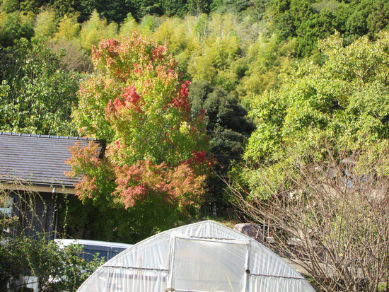 紅葉
