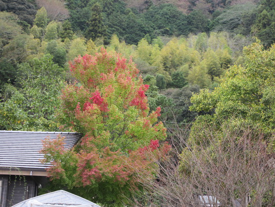 紅葉