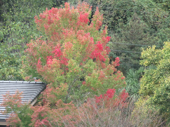 紅葉