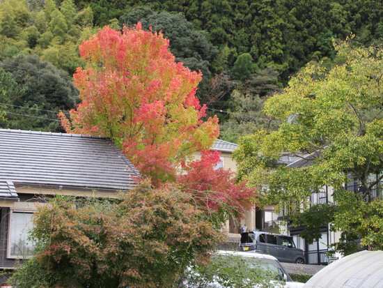 紅葉