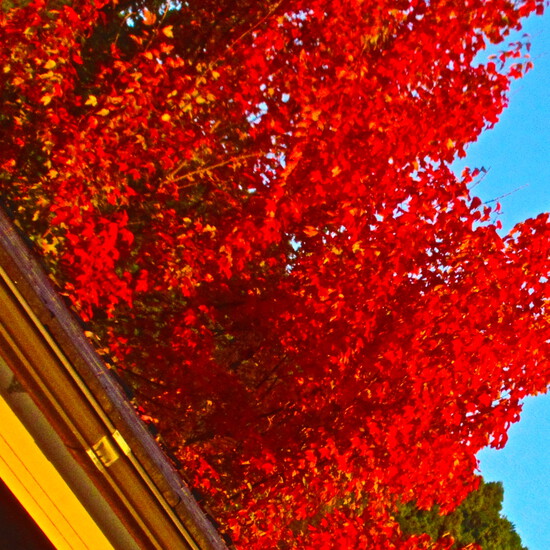 紅葉