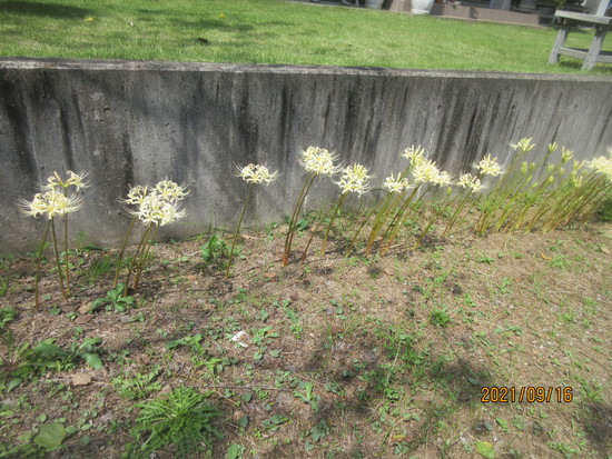 らっきょ村　初日