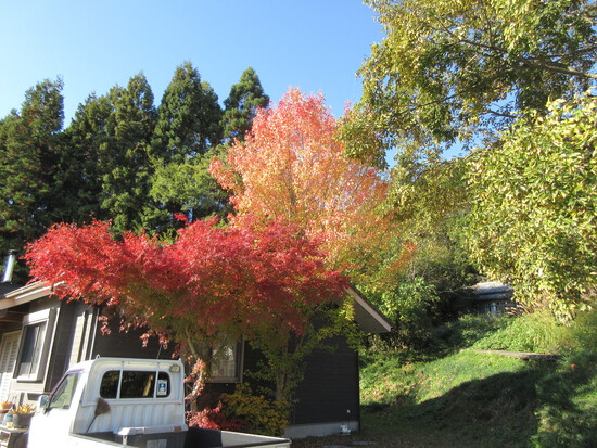 紅葉