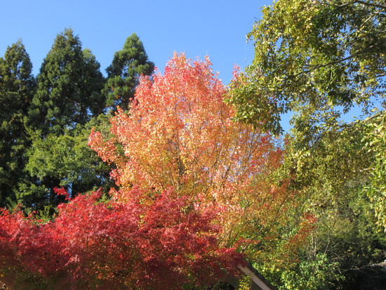 紅葉