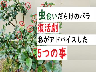 虫食いだらけのバラ 復活劇 野ばらの国から やまもと土づくり研究所