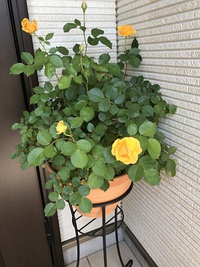 5月24日の記事
