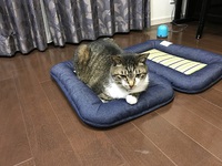 夏使用です