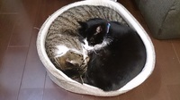 猫はまだまだ丸くなる(^^♪