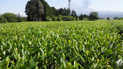 べにふうきの茶園