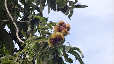 栗拾いと茶巾しぼり体験