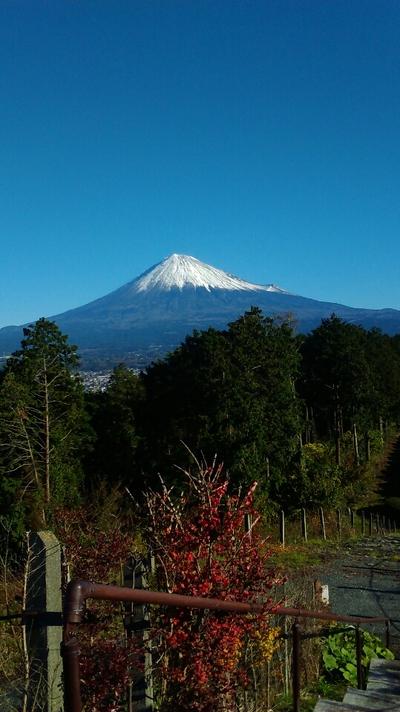 富士山Teaパークから