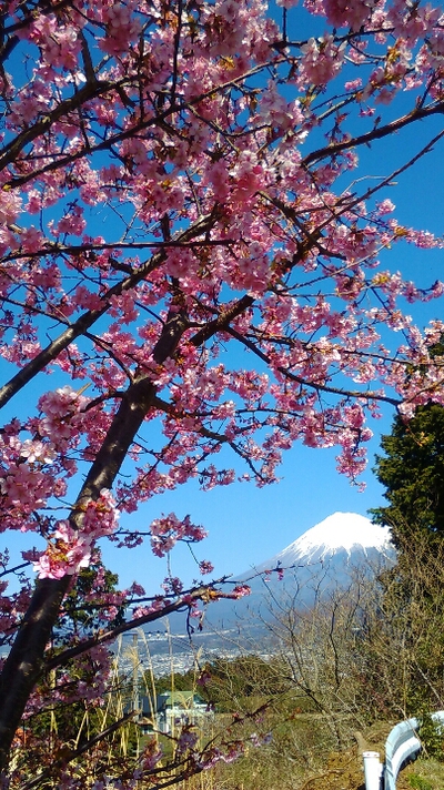 富士山Teaパークの熱海桜が満開