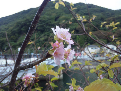 河津桜が狂い咲きで開花