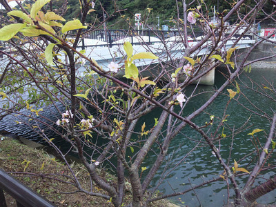 河津桜が狂い咲きで開花