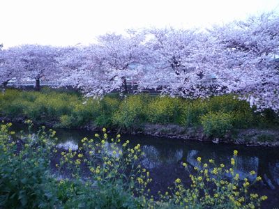 悲しき桜