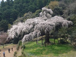 感動の枝垂れ桜！