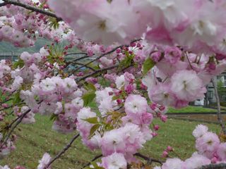 まだまだ桜がきれい