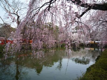 三島大社のサクラ