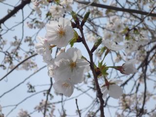 三島大社のサクラ