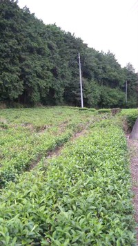現地確認