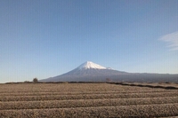 茶園からの富士山