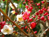 ◆1/22：沼津御用邸記念公園「観梅茶席」
