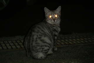 野良猫