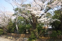 『さくら』がもうすぐ満開です♪（山田家敷地内）