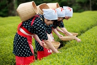 4/21～6/30：伊豆のまん中で「チャレンジお茶摘み体験」