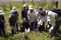 4/25：『春の山野草ウォーキングと摘み草料理体験』プラン