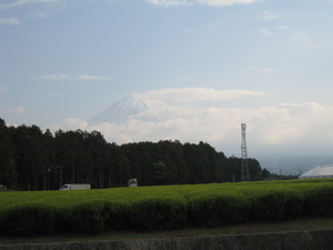 お茶刈日和　その２