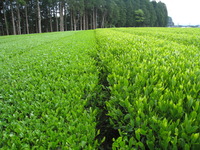 お茶刈日和　その２