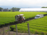 お茶刈日和　その２