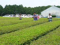 お茶藩寺子屋報告